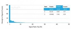Napsin A Antibody (NAPSA/3306) - Azide and BSA Free, Novus Biologicals